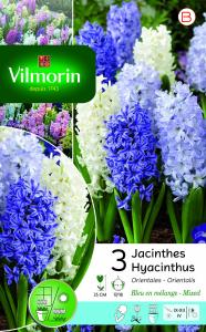 Jacinthe Bleue En Mélange (x3)